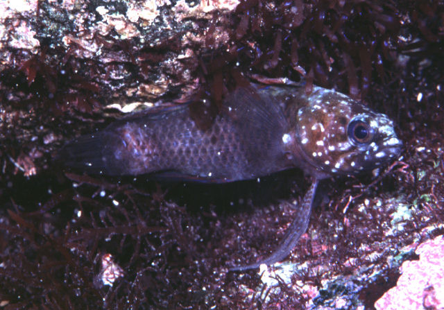 Plesiops coeruleolineatus